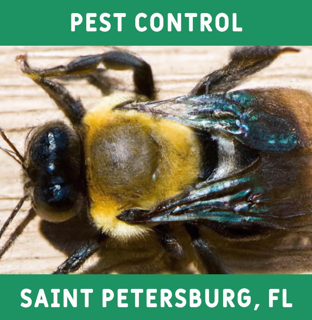 pest control in Saint Petersburg Florida