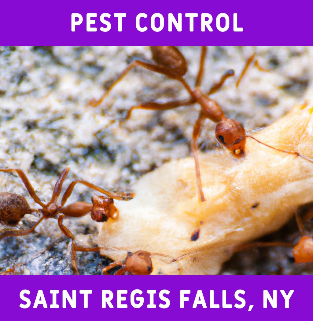 pest control in Saint Regis Falls New York