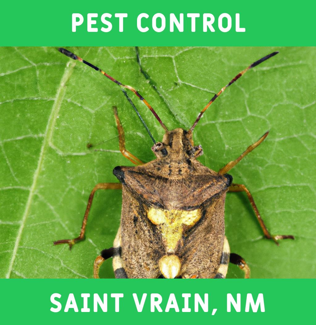 pest control in Saint Vrain New Mexico