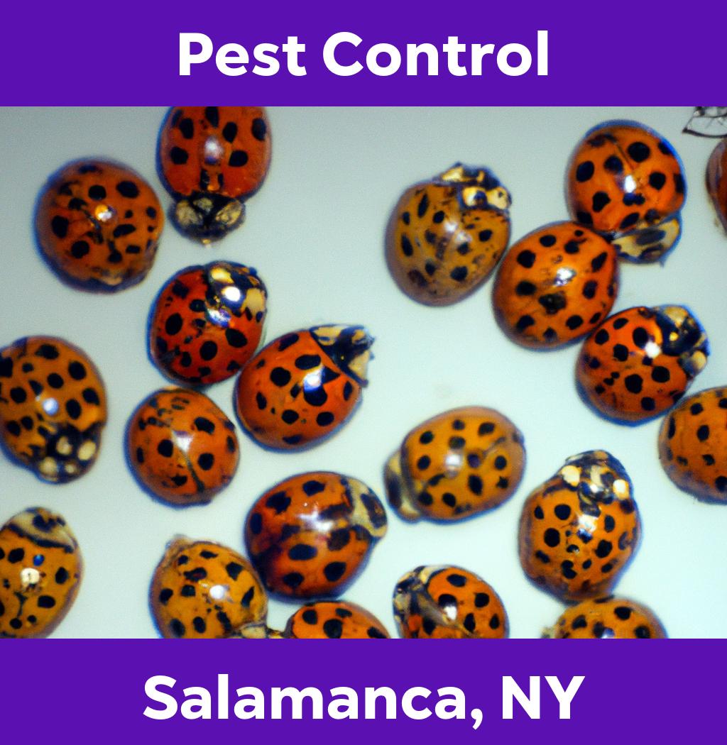 pest control in Salamanca New York