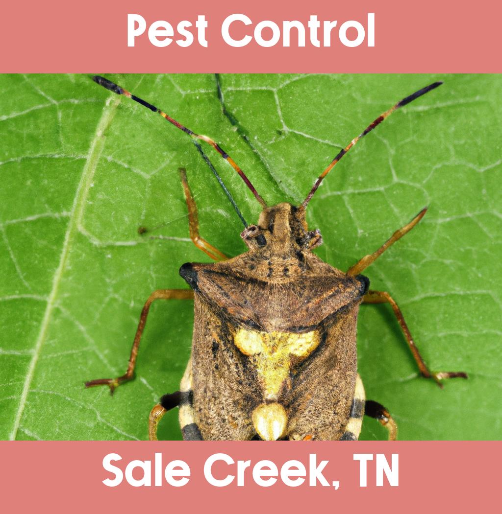 pest control in Sale Creek Tennessee