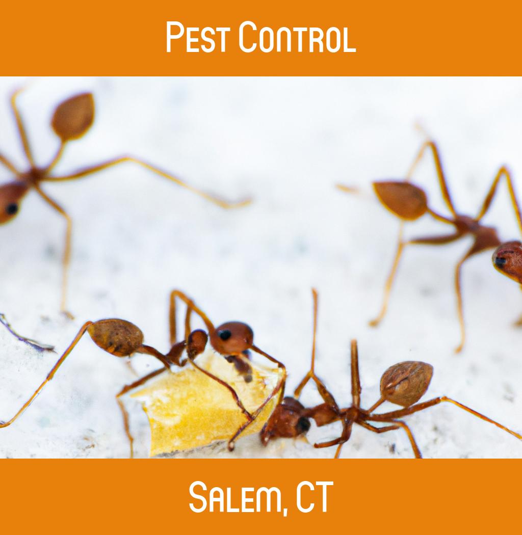 pest control in Salem Connecticut