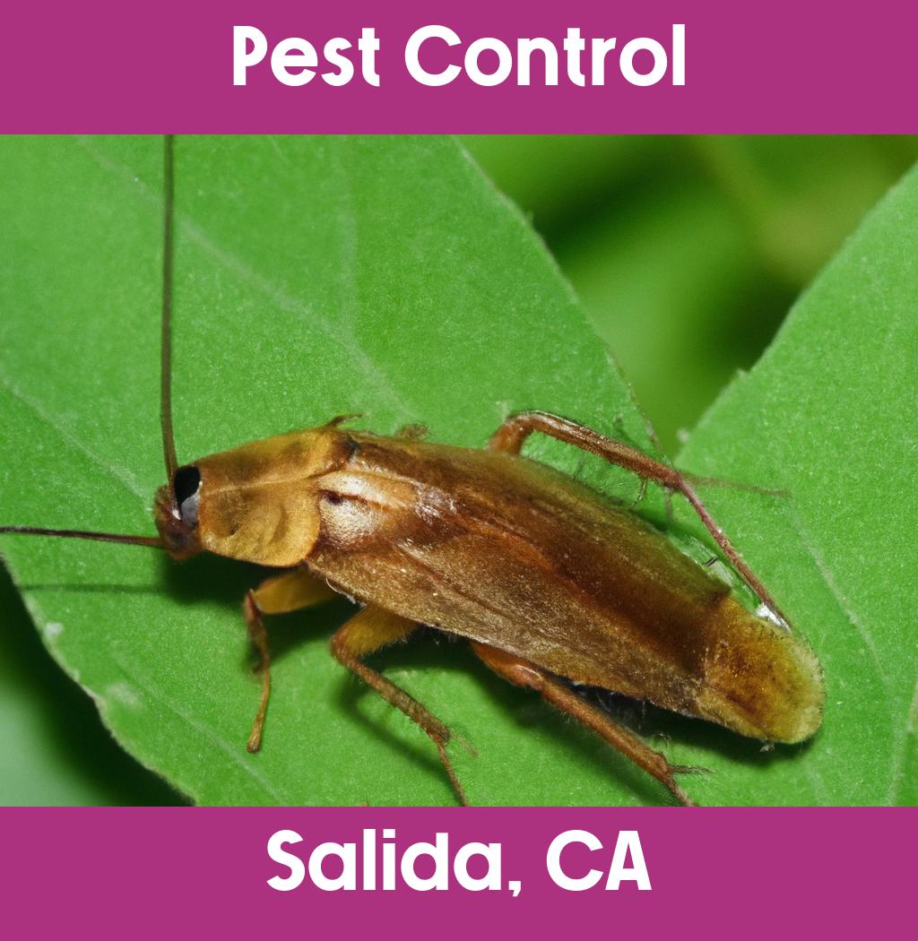 pest control in Salida California
