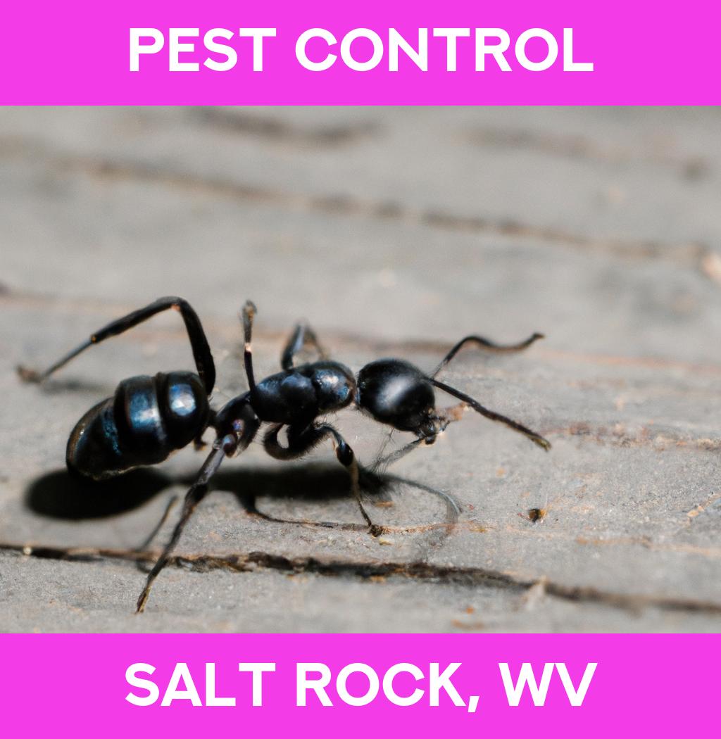 pest control in Salt Rock West Virginia