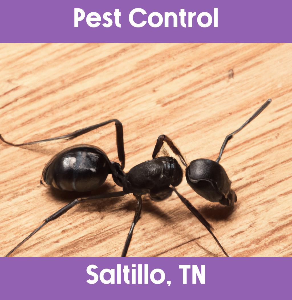 pest control in Saltillo Tennessee