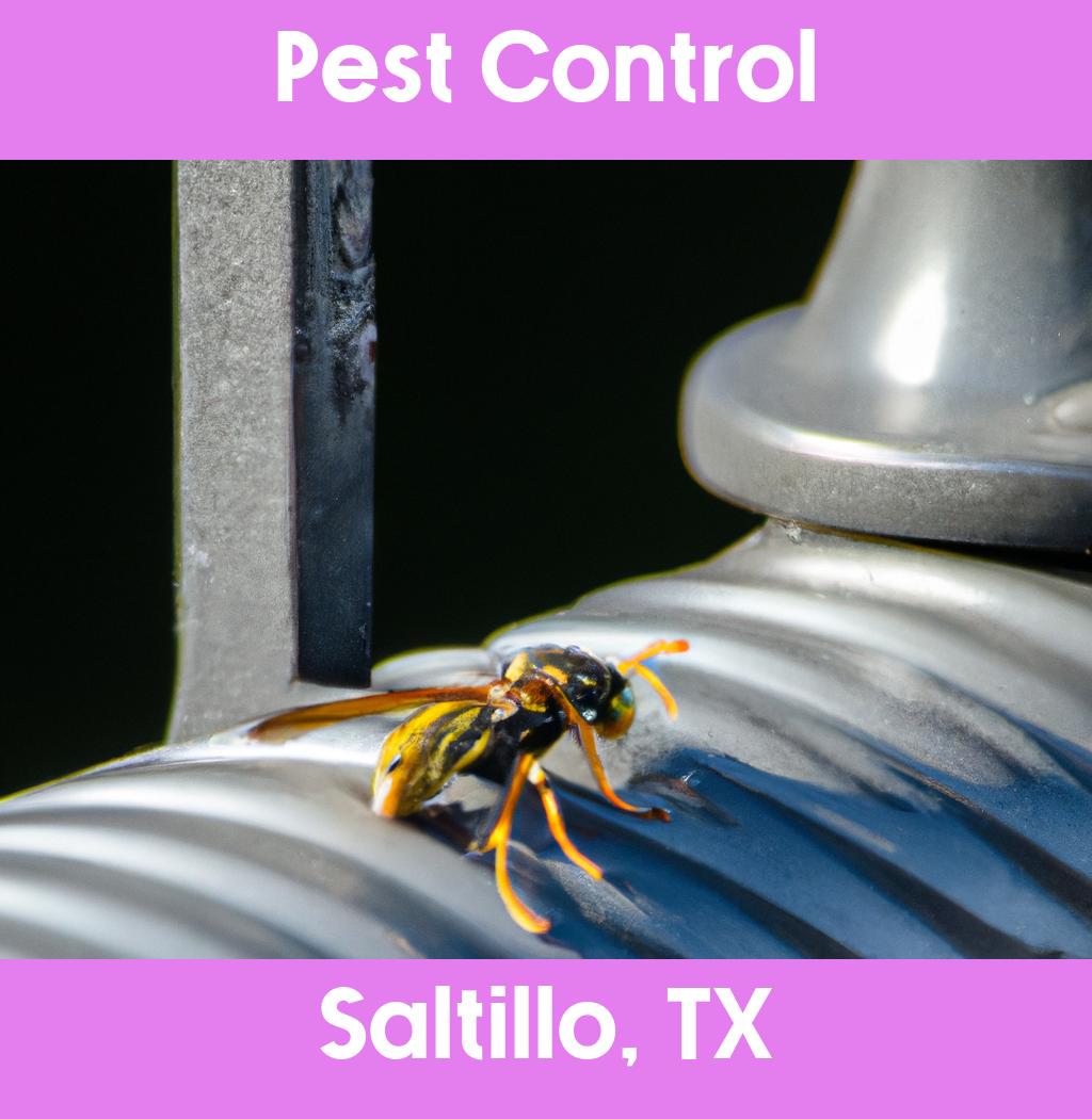 pest control in Saltillo Texas