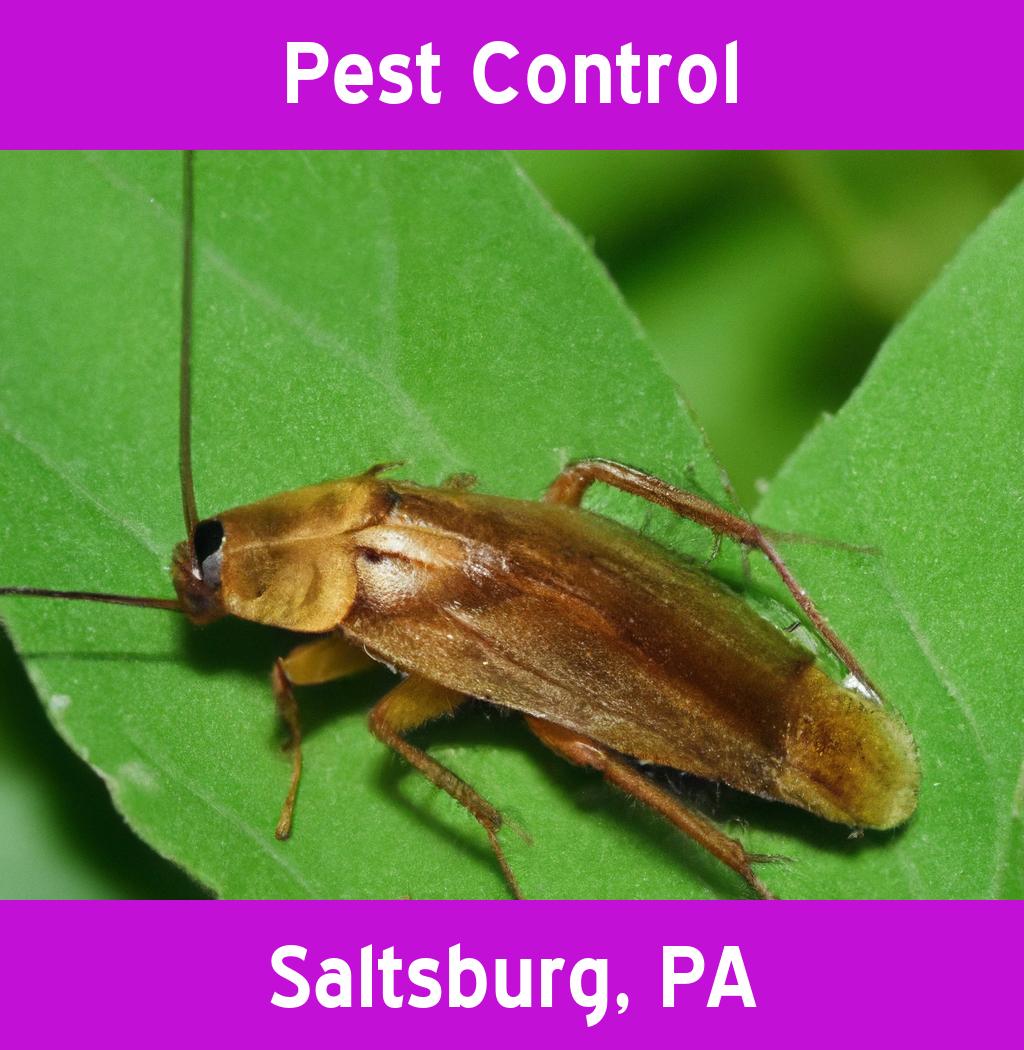 pest control in Saltsburg Pennsylvania