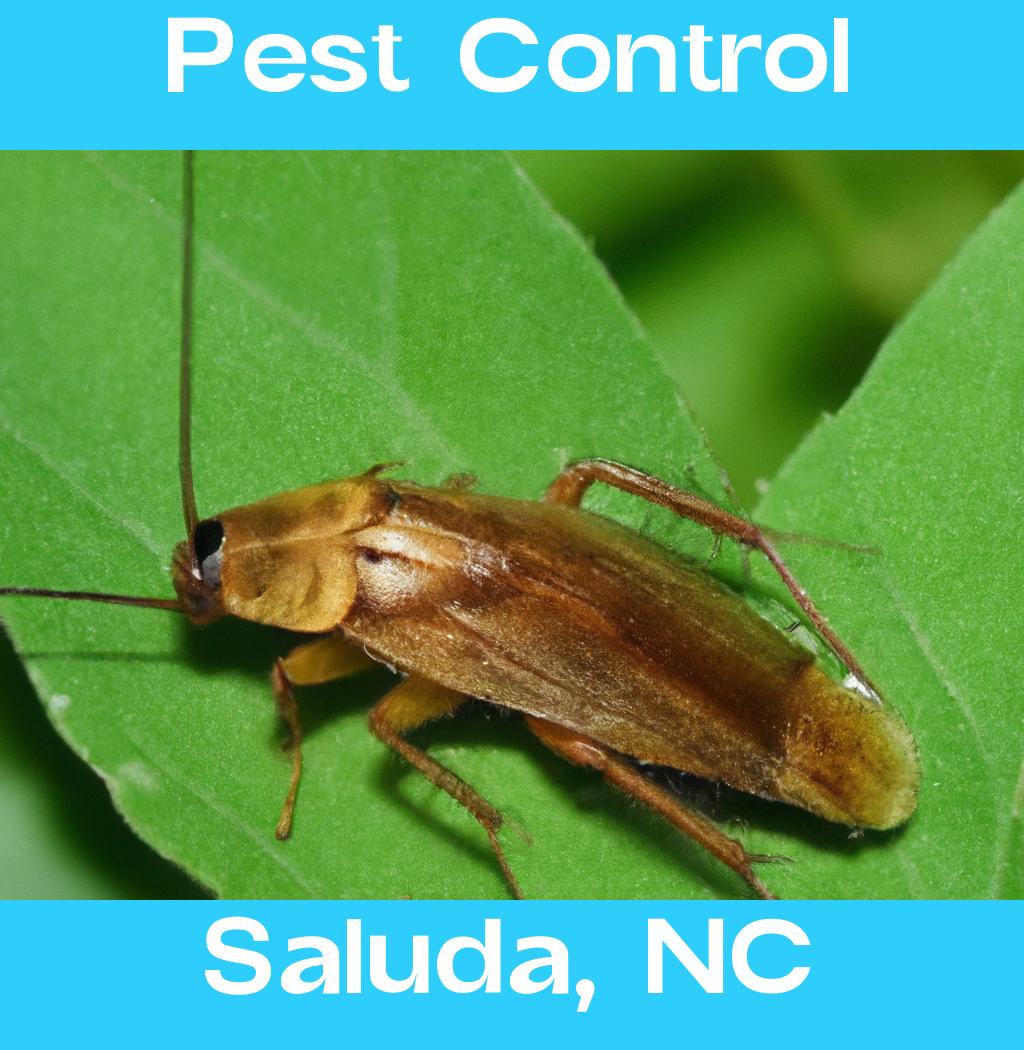 pest control in Saluda North Carolina