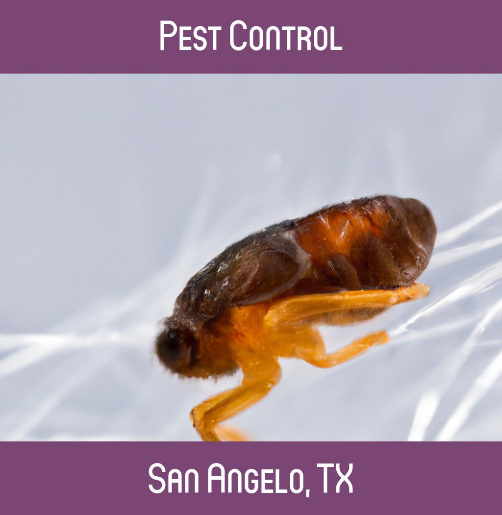 pest control in San Angelo Texas