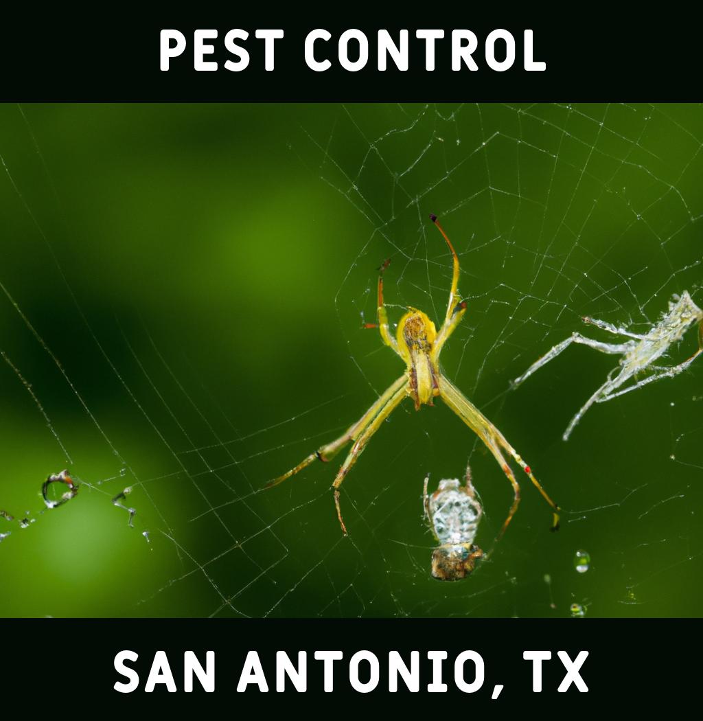 pest control in San Antonio Texas