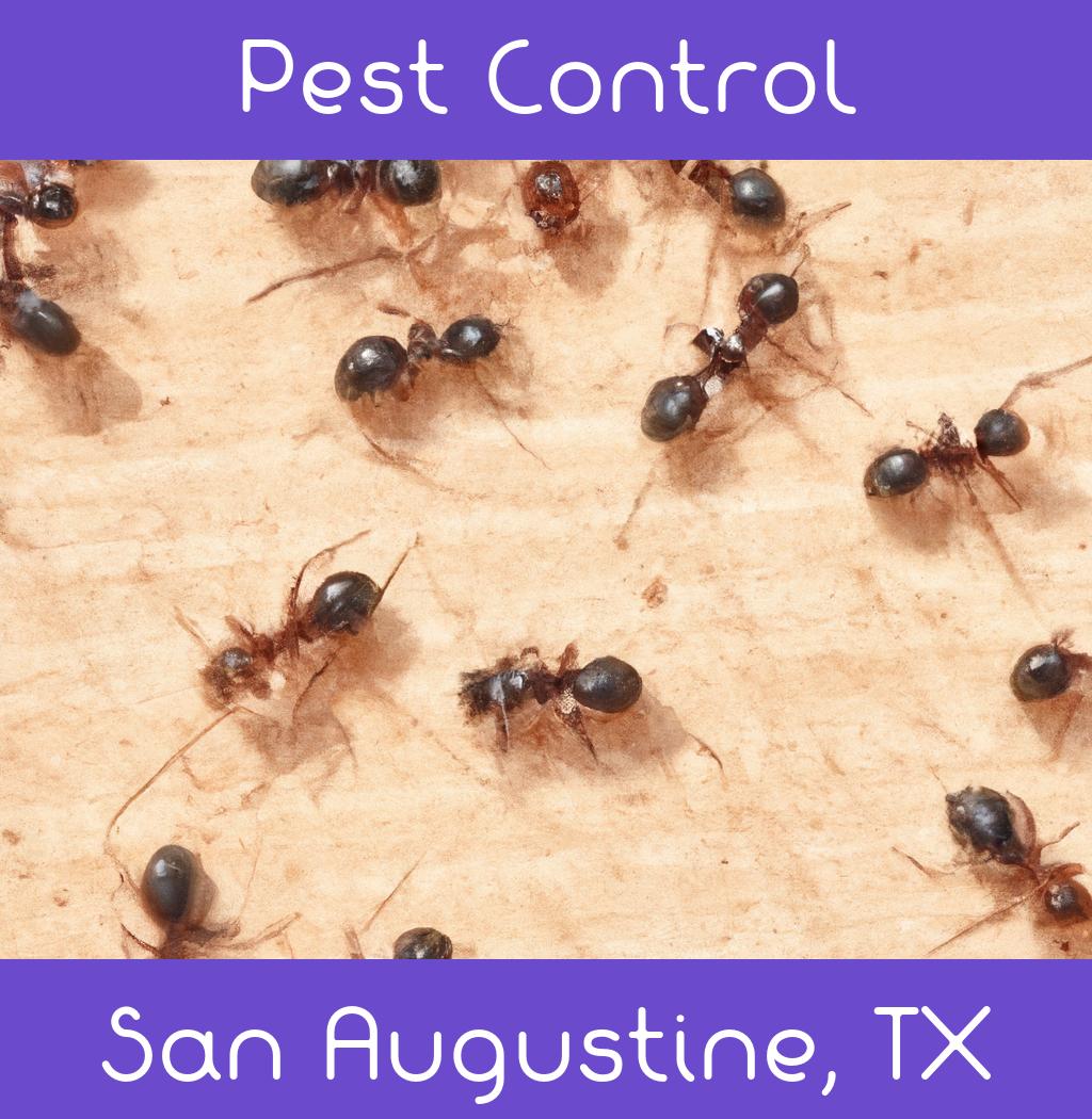 pest control in San Augustine Texas