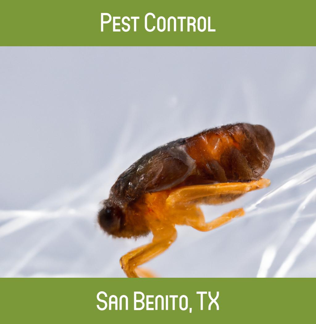 pest control in San Benito Texas