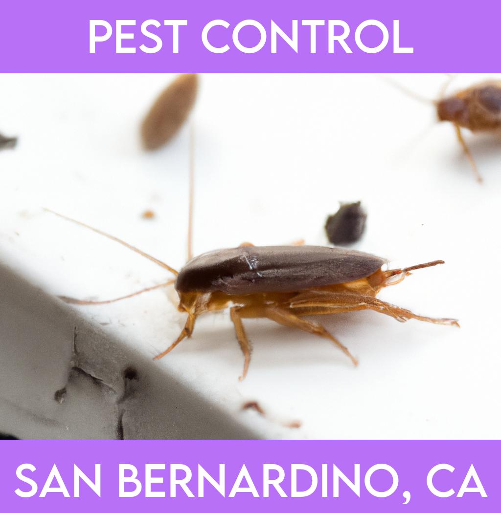 pest control in San Bernardino California