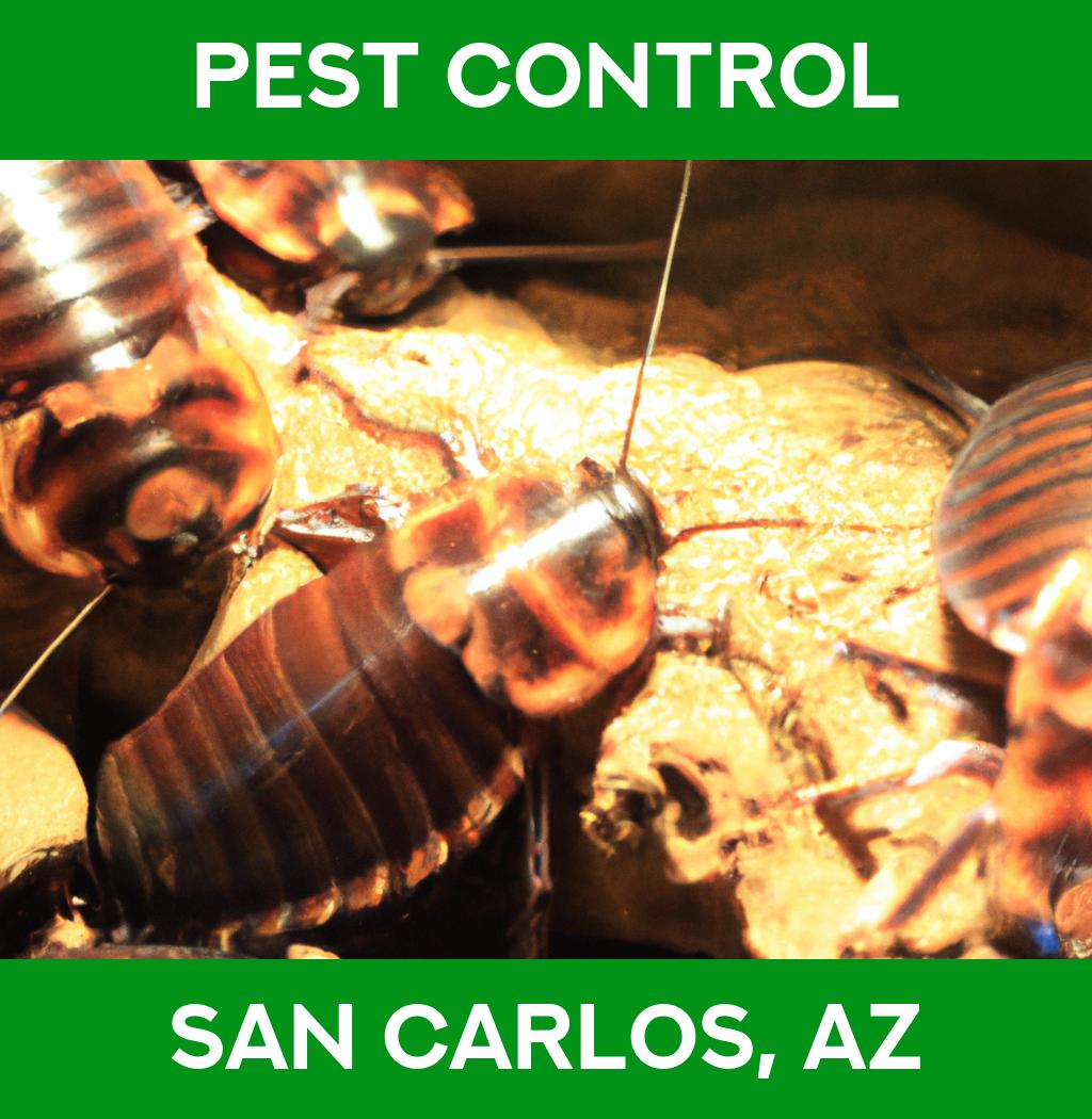 pest control in San Carlos Arizona