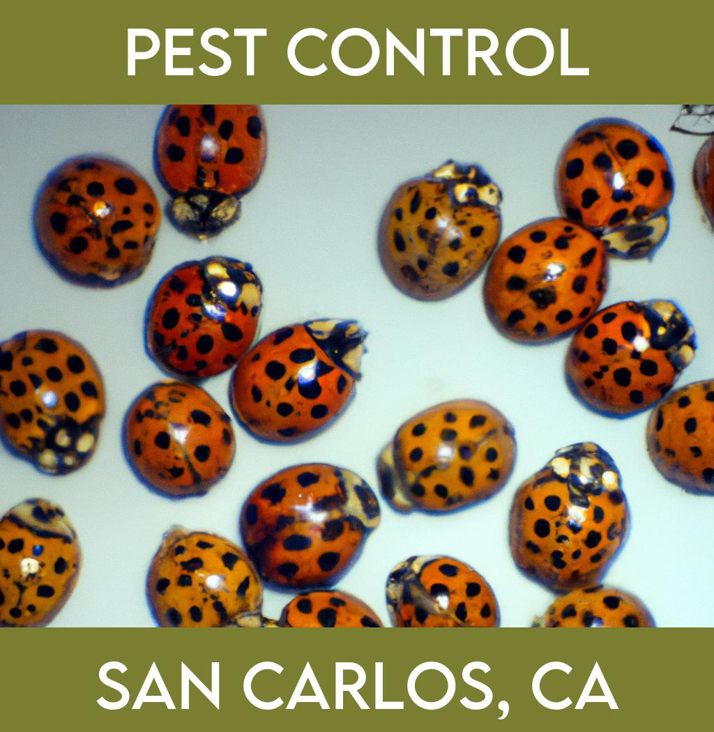 pest control in San Carlos California