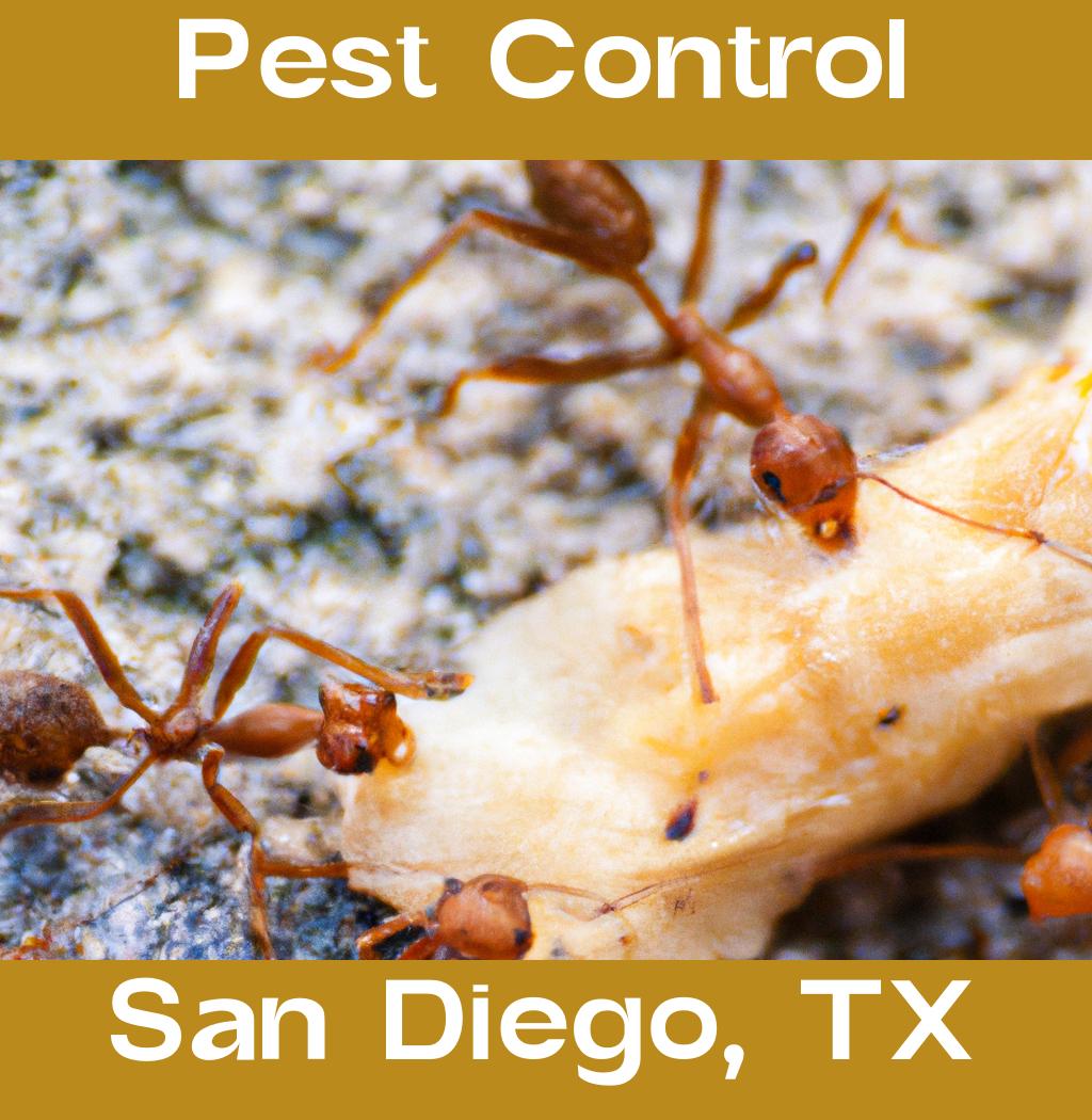 pest control in San Diego Texas