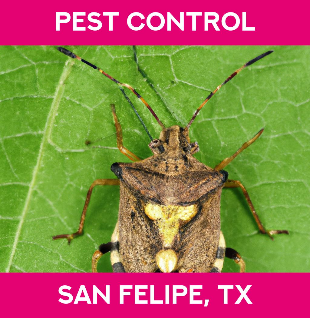 pest control in San Felipe Texas