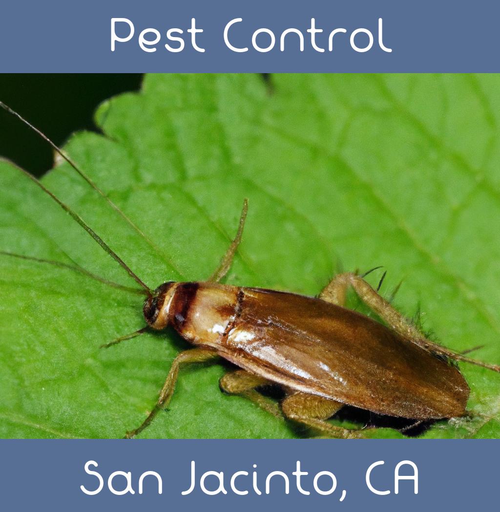 pest control in San Jacinto California