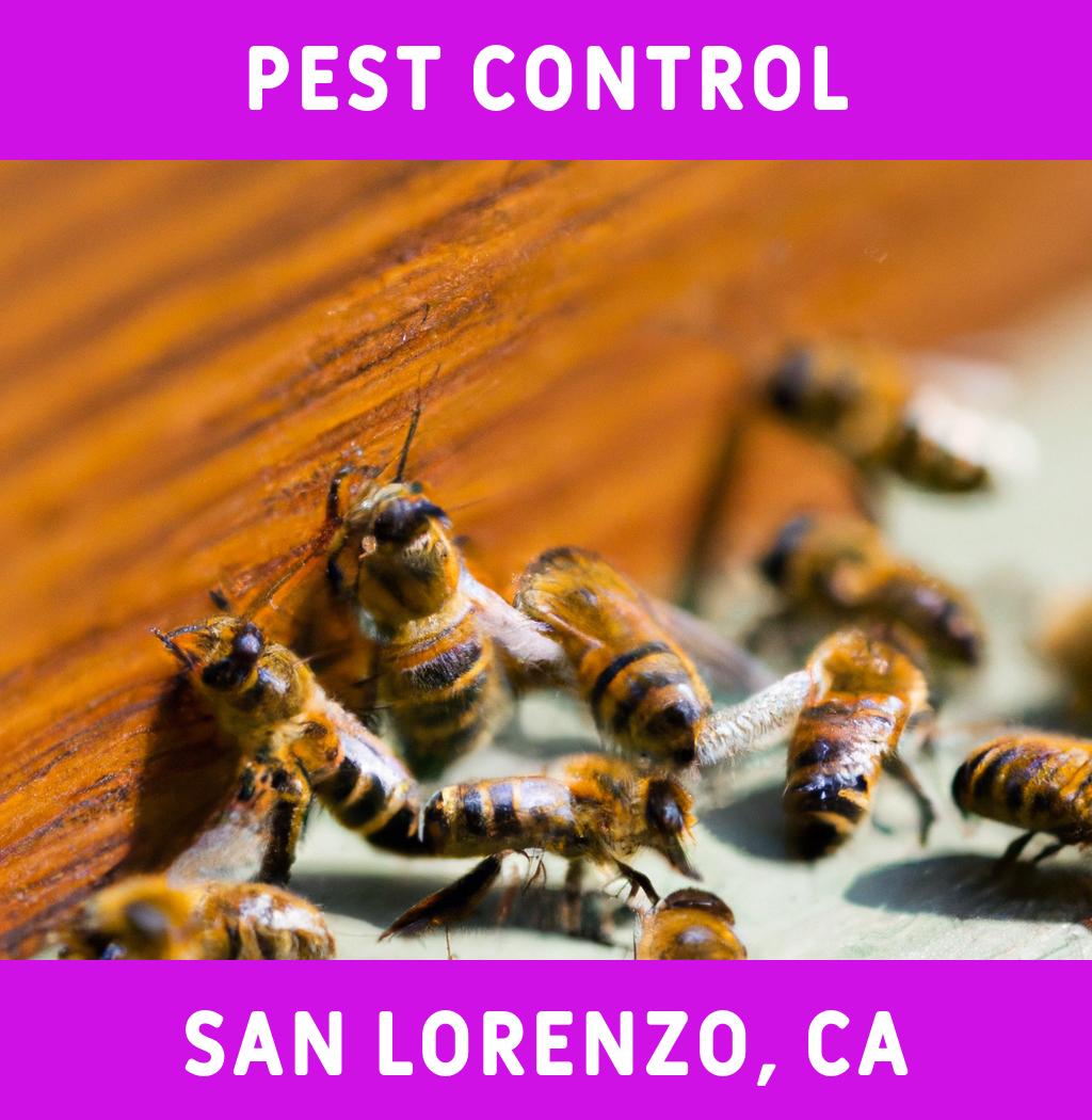 pest control in San Lorenzo California