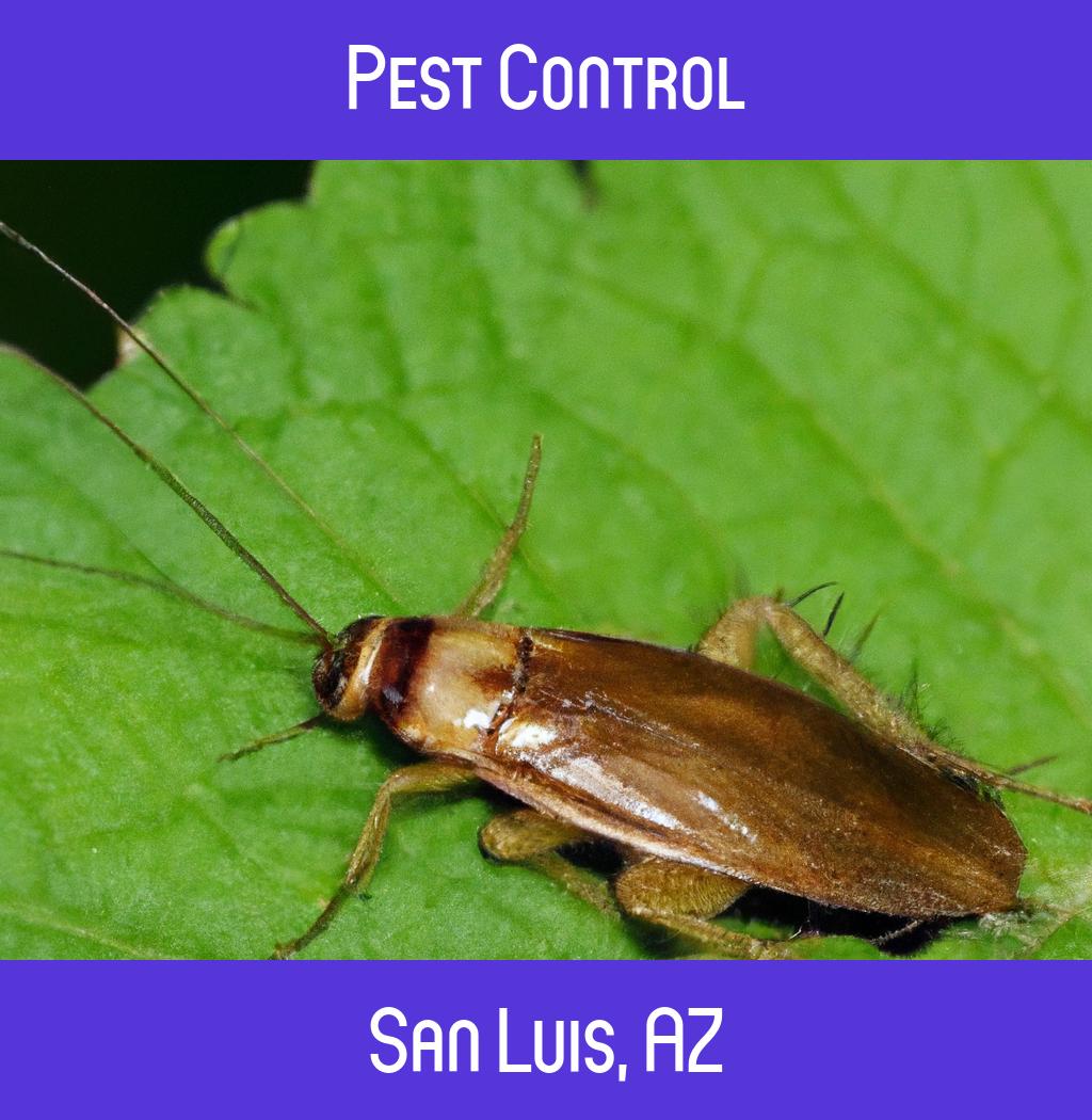 pest control in San Luis Arizona