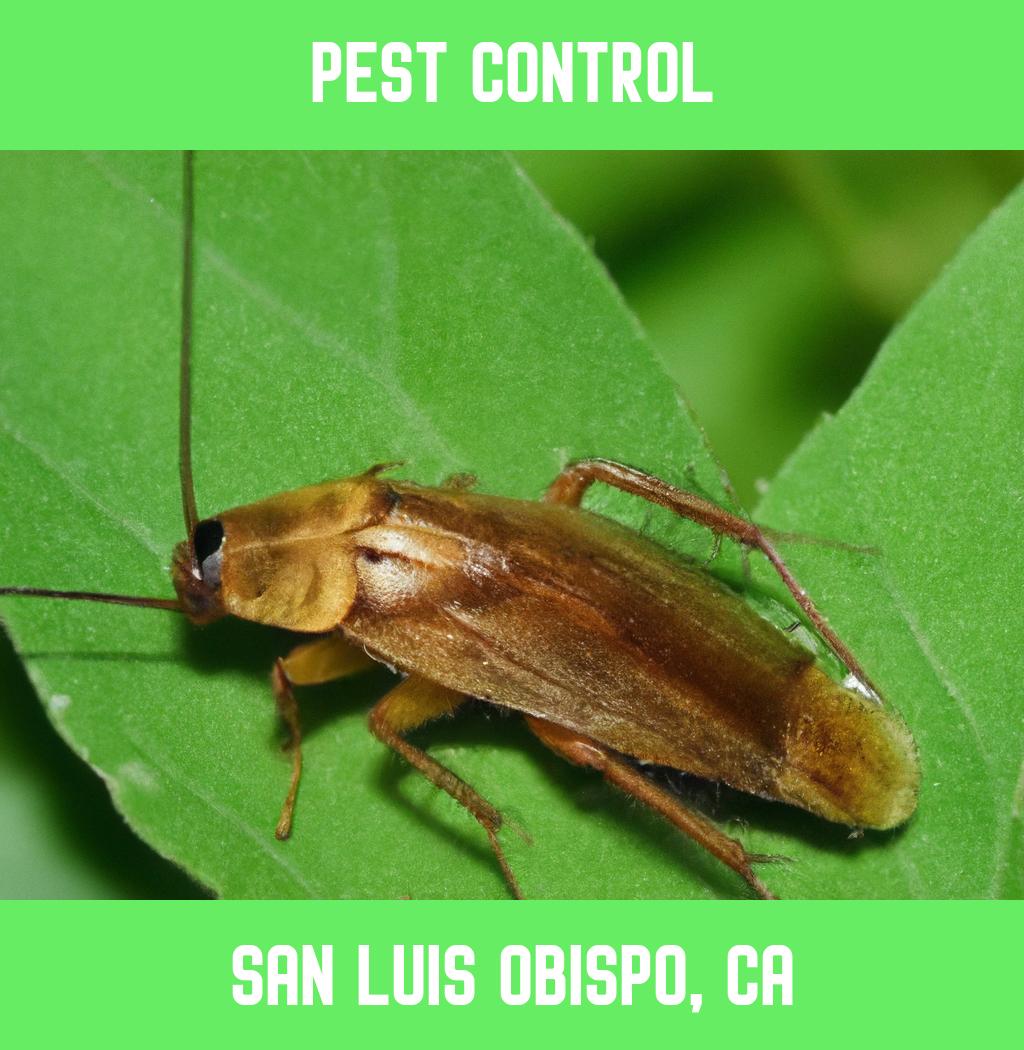 pest control in San Luis Obispo California