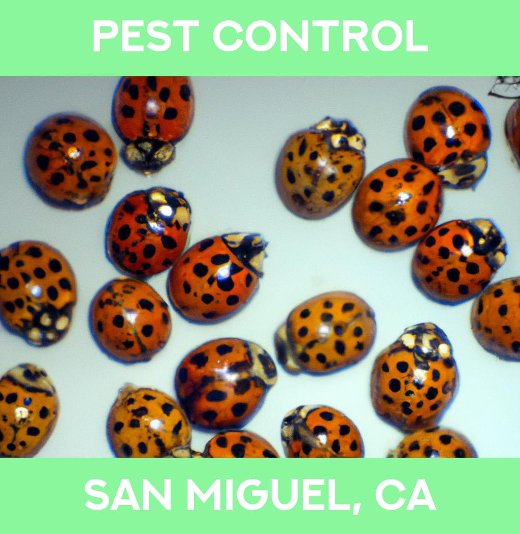 pest control in San Miguel California