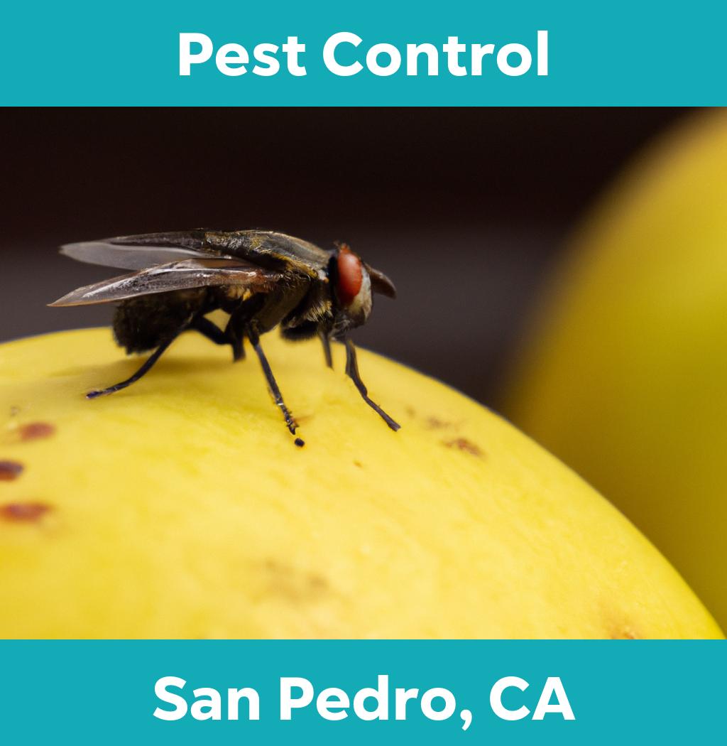 pest control in San Pedro California