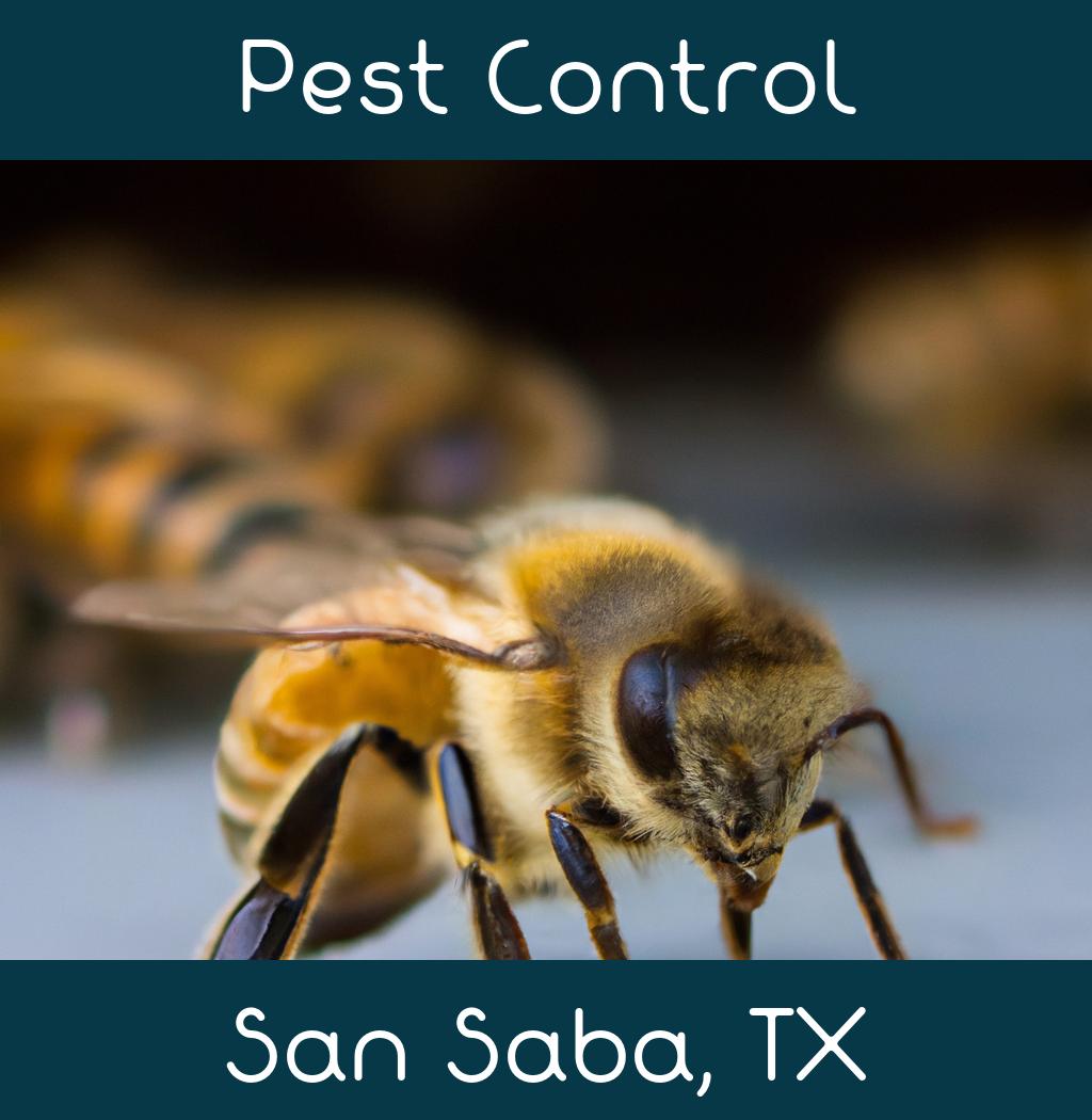 pest control in San Saba Texas