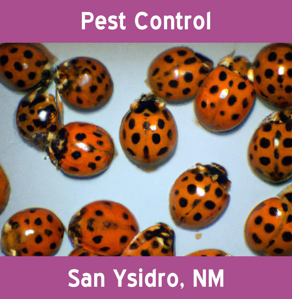 pest control in San Ysidro New Mexico