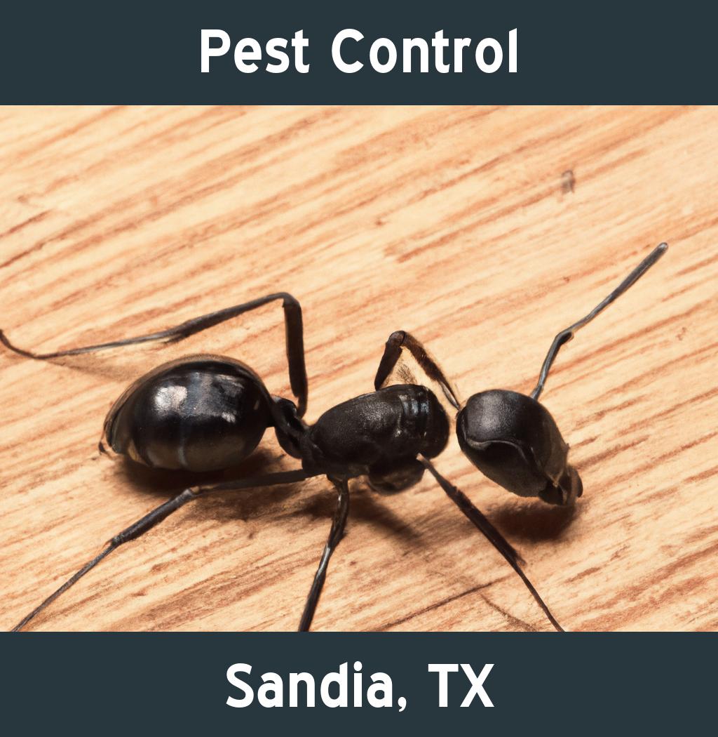 pest control in Sandia Texas