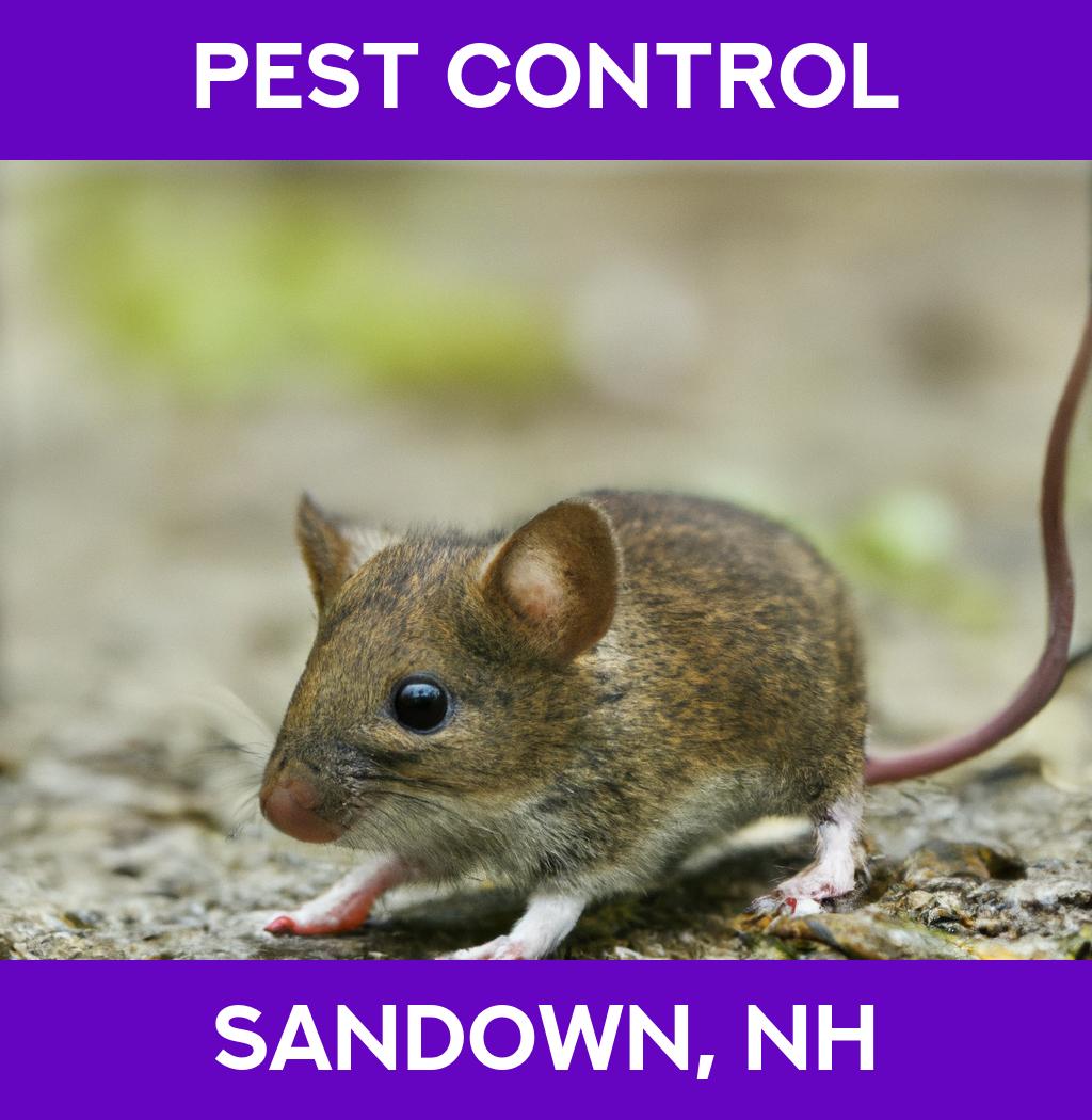 pest control in Sandown New Hampshire