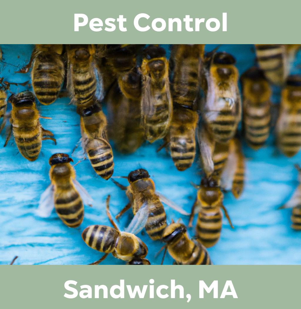 pest control in Sandwich Massachusetts