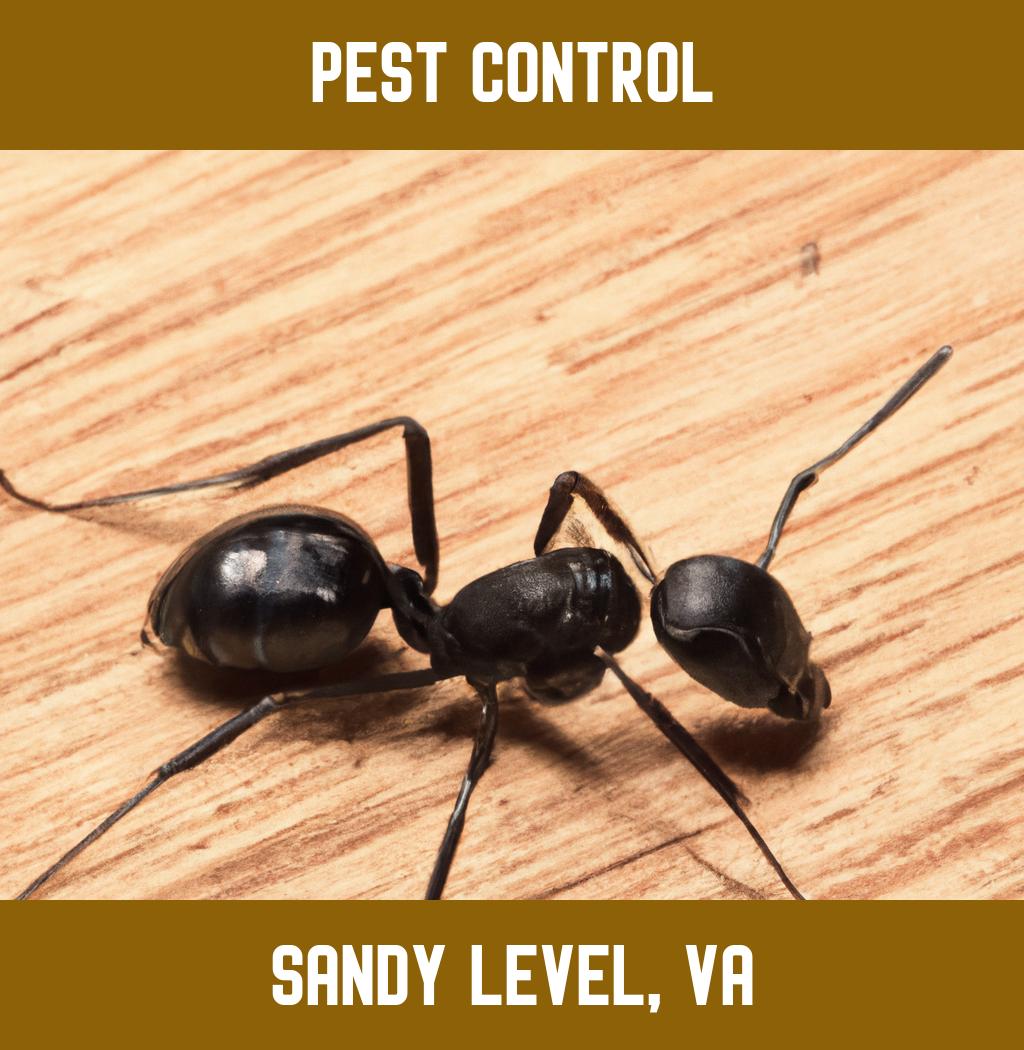 pest control in Sandy Level Virginia