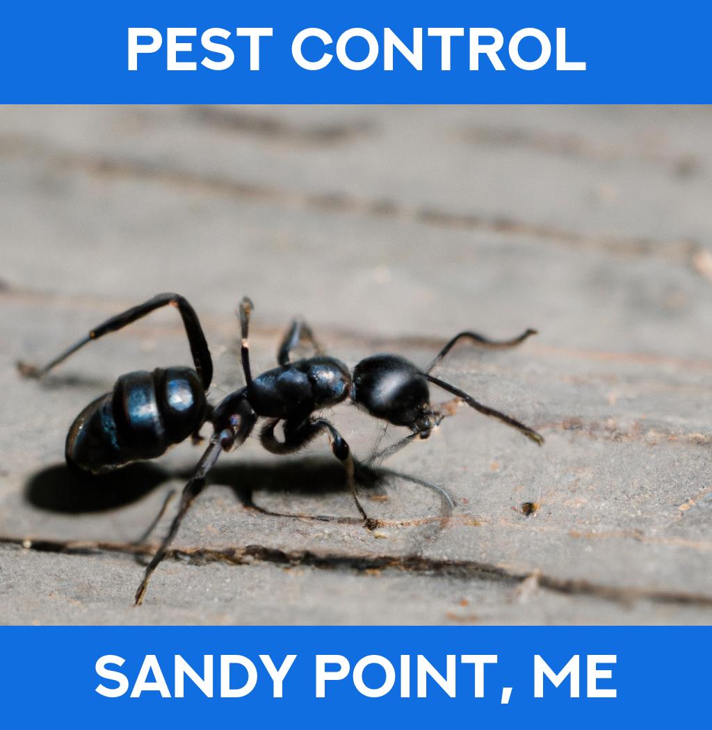 pest control in Sandy Point Maine