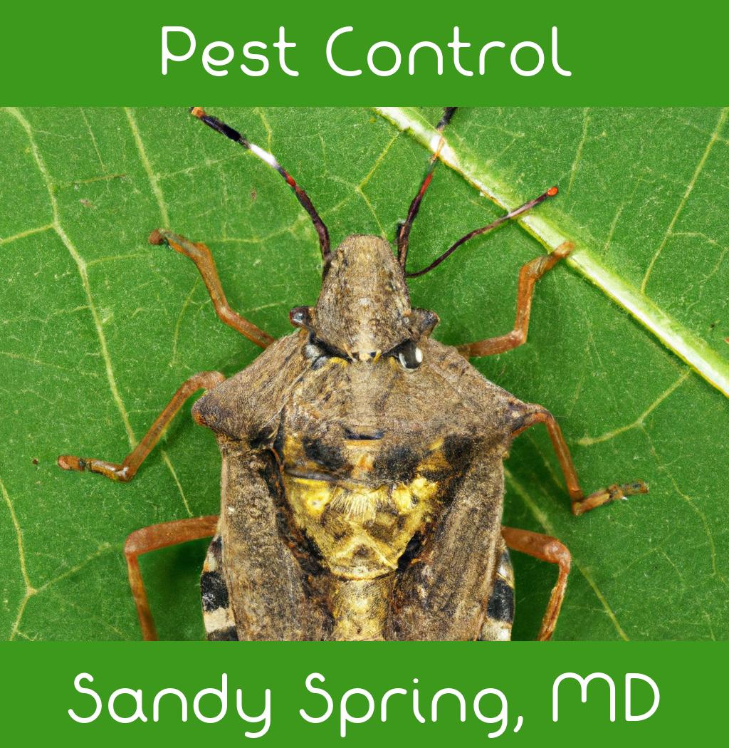 pest control in Sandy Spring Maryland