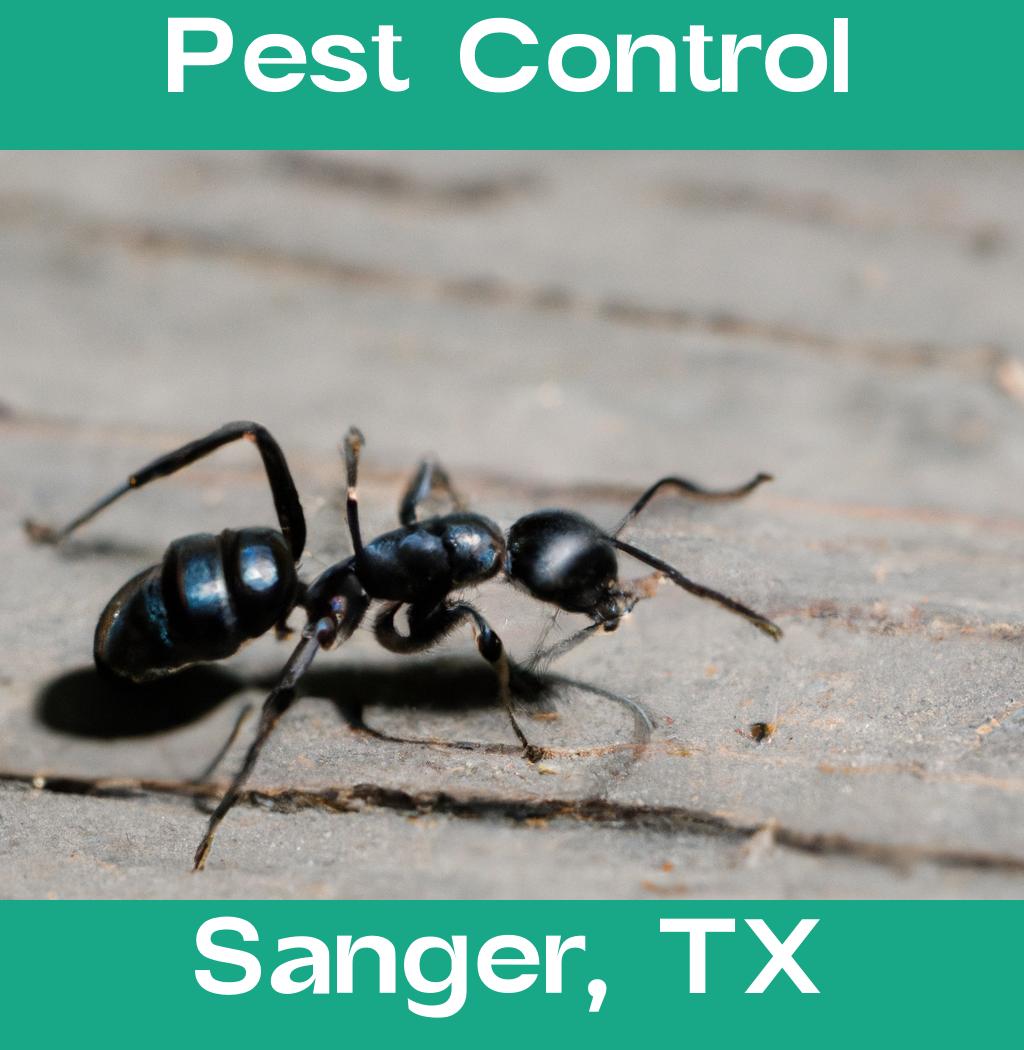 pest control in Sanger Texas