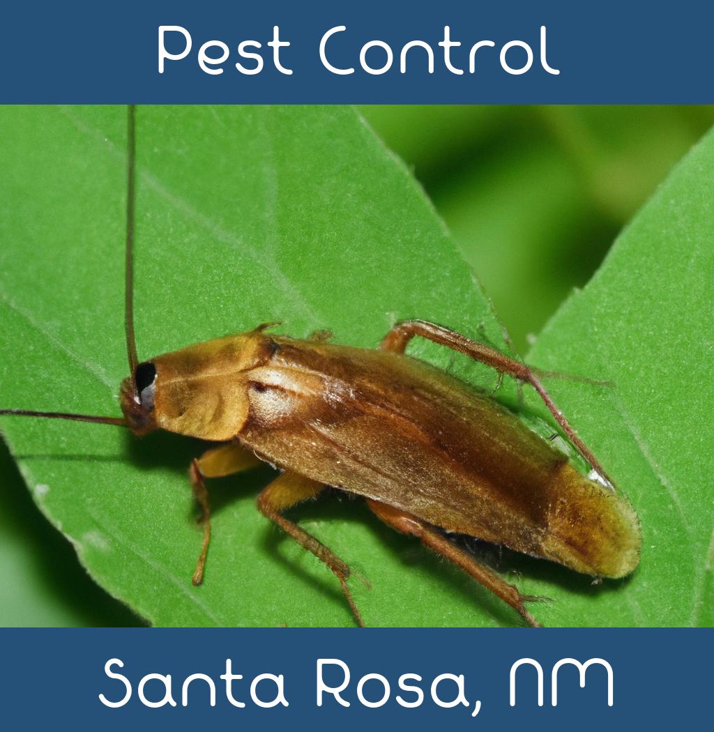 pest control in Santa Rosa New Mexico