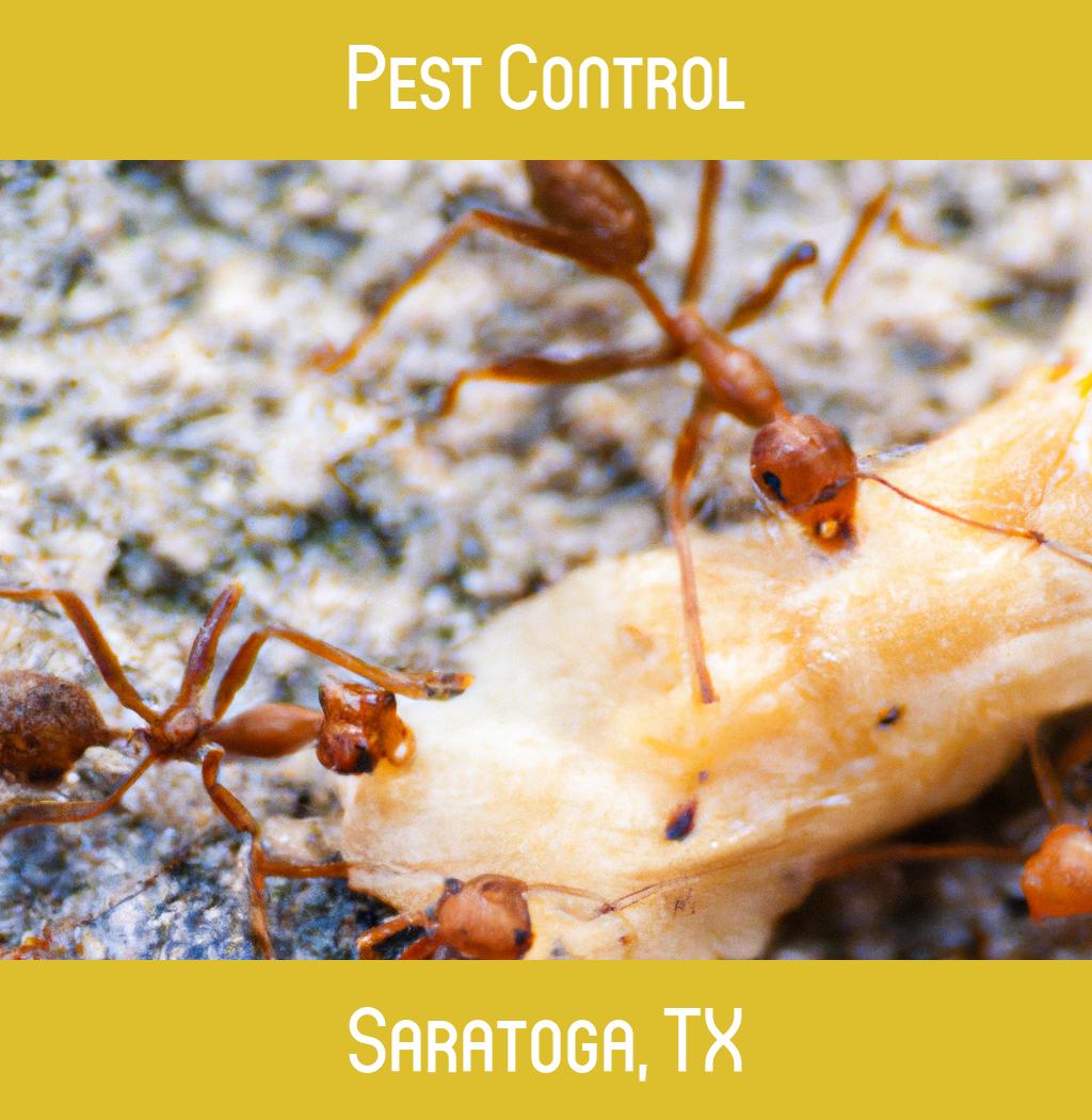 pest control in Saratoga Texas