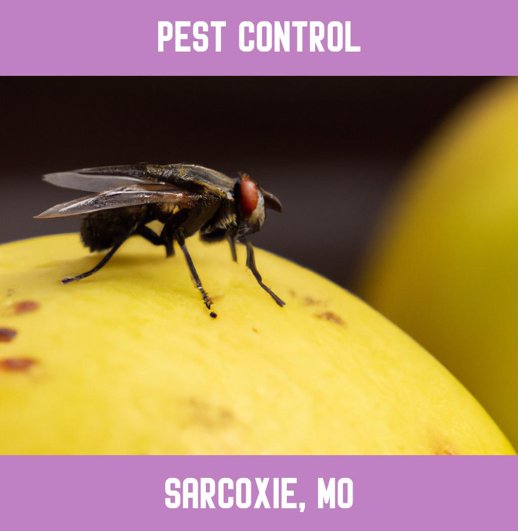 pest control in Sarcoxie Missouri