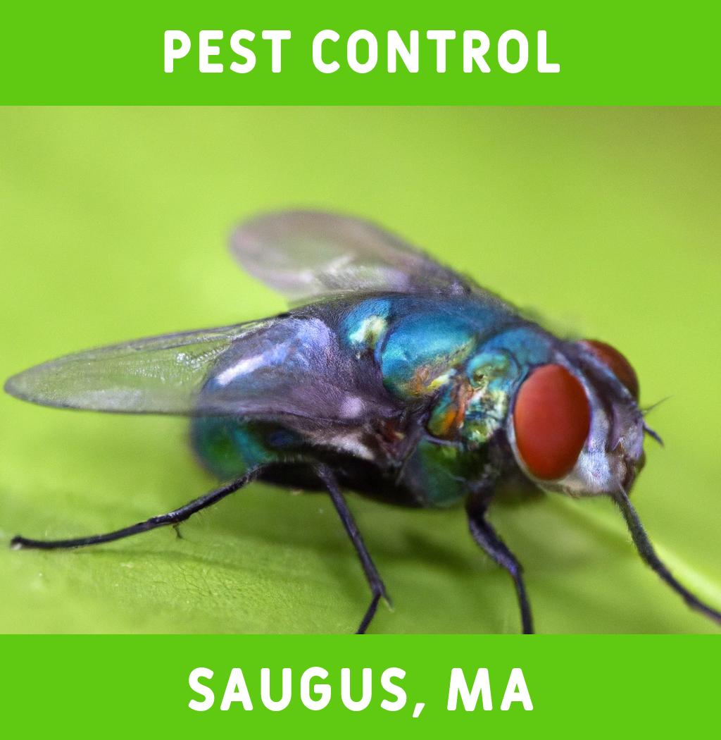 pest control in Saugus Massachusetts