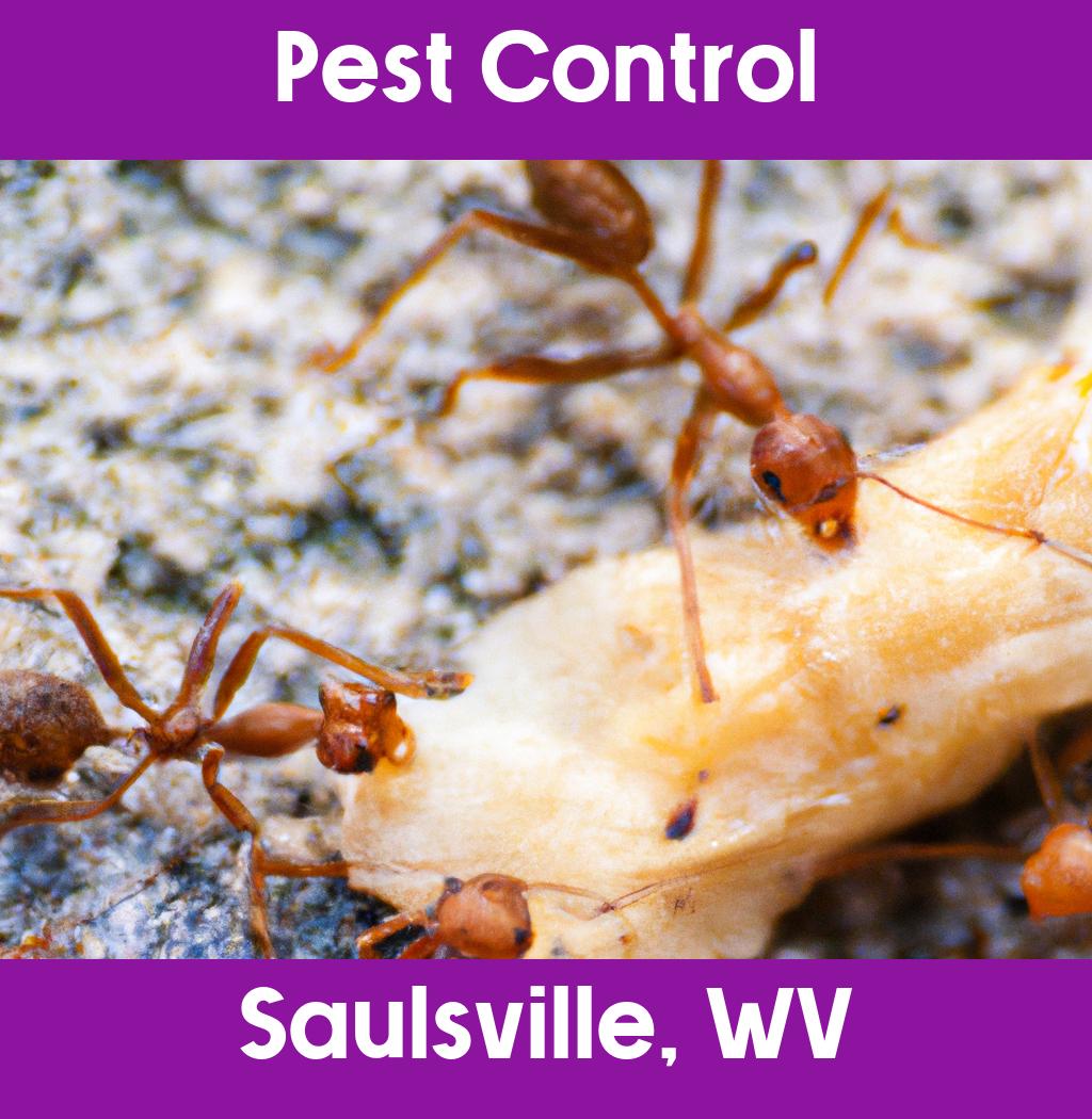 pest control in Saulsville West Virginia