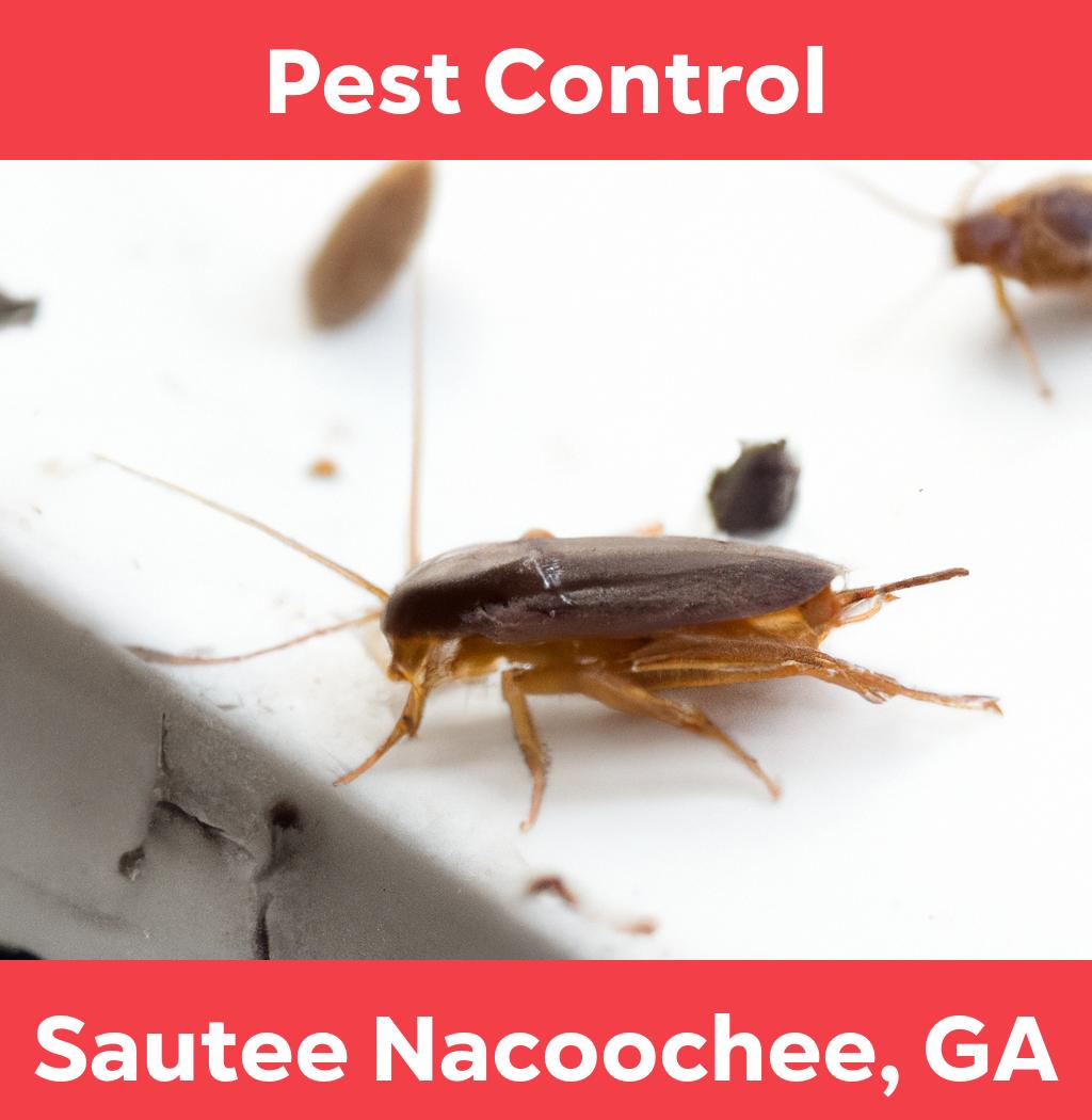 pest control in Sautee Nacoochee Georgia