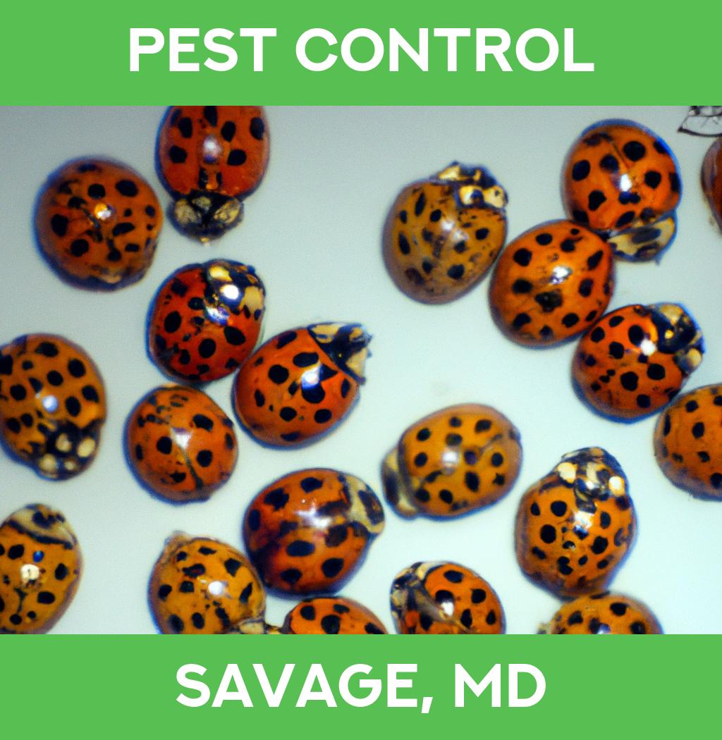 pest control in Savage Maryland