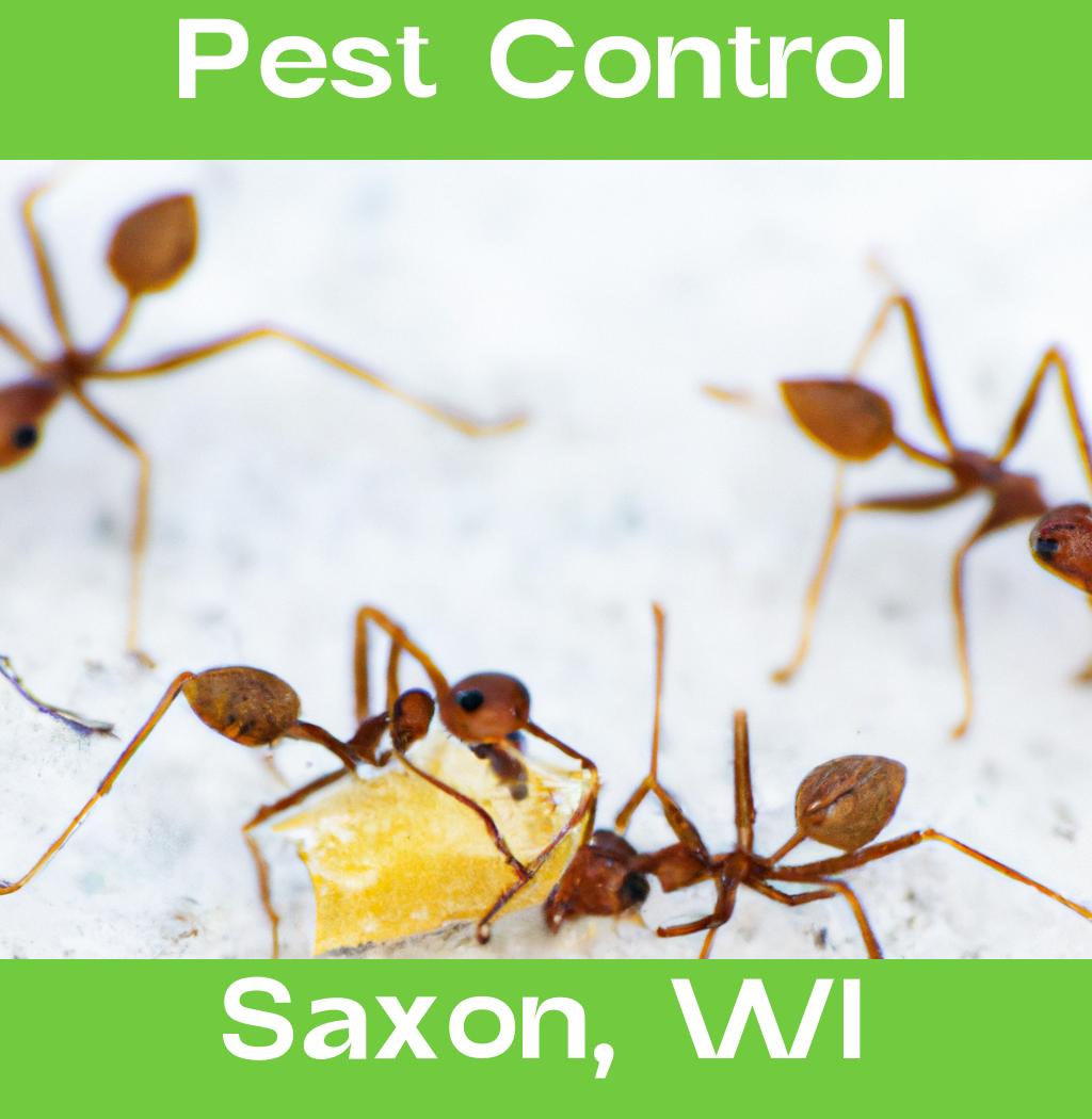 pest control in Saxon Wisconsin