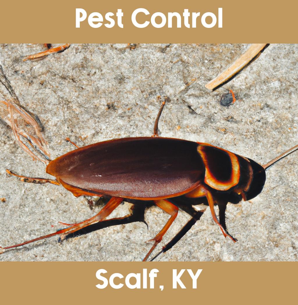 pest control in Scalf Kentucky