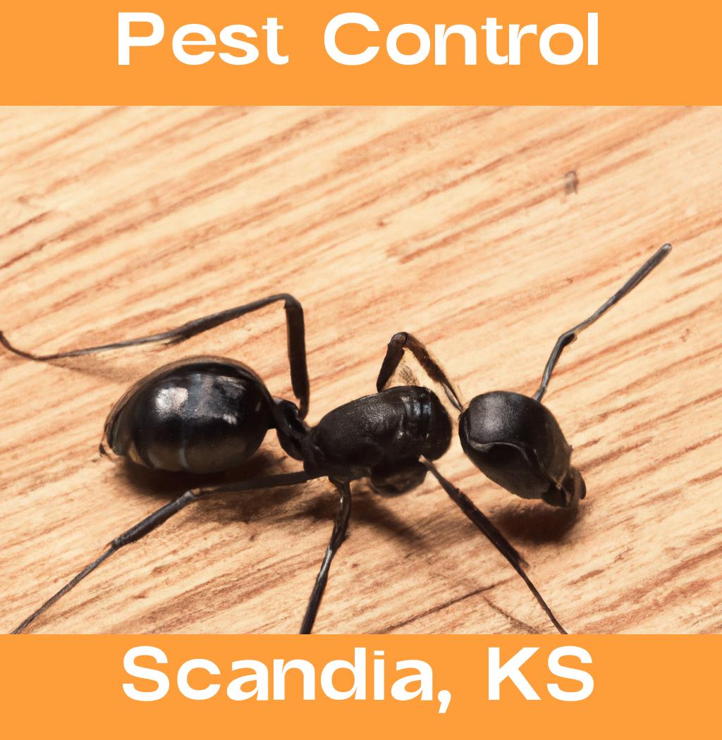 pest control in Scandia Kansas