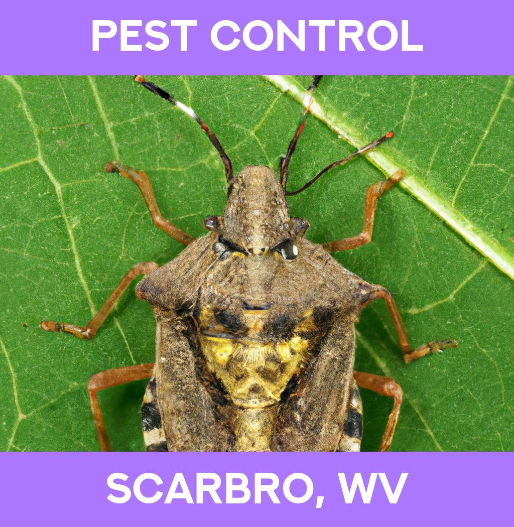 pest control in Scarbro West Virginia