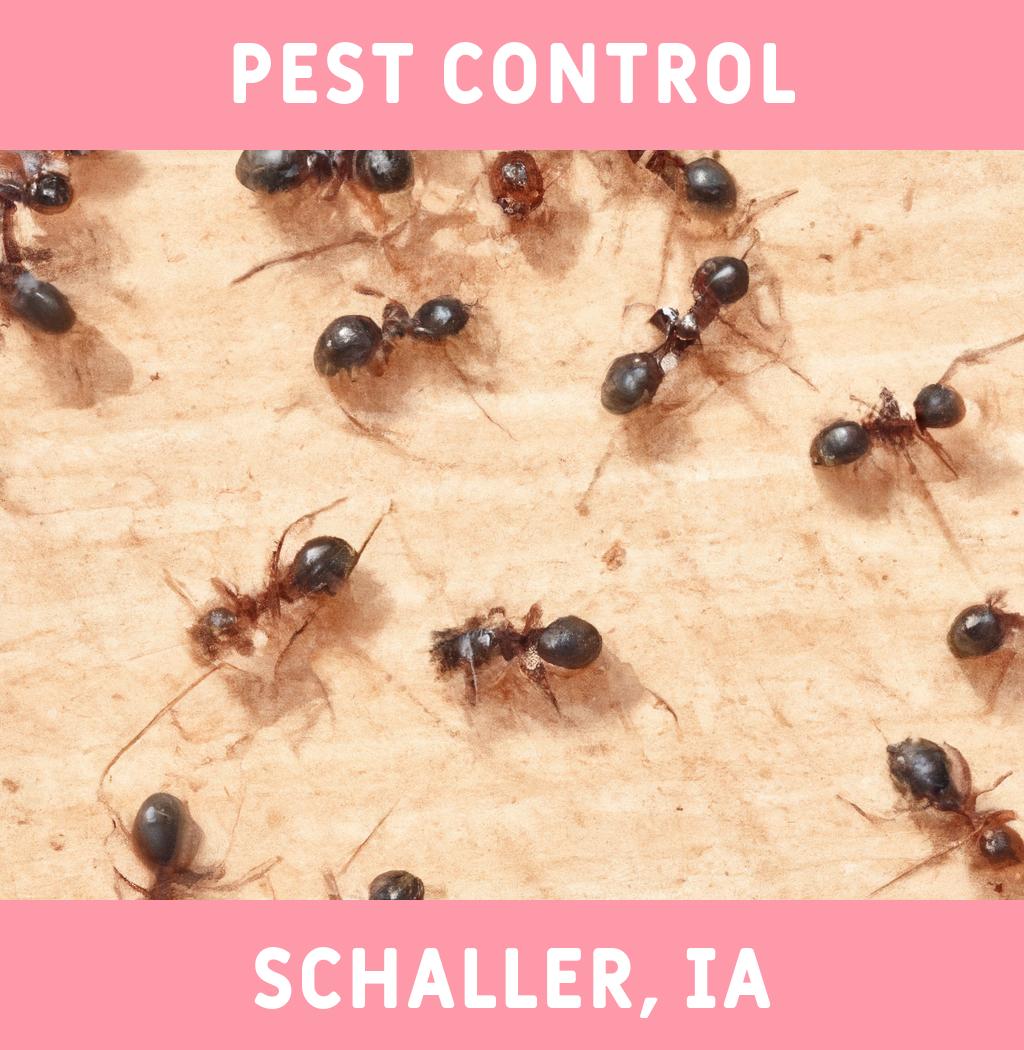 pest control in Schaller Iowa