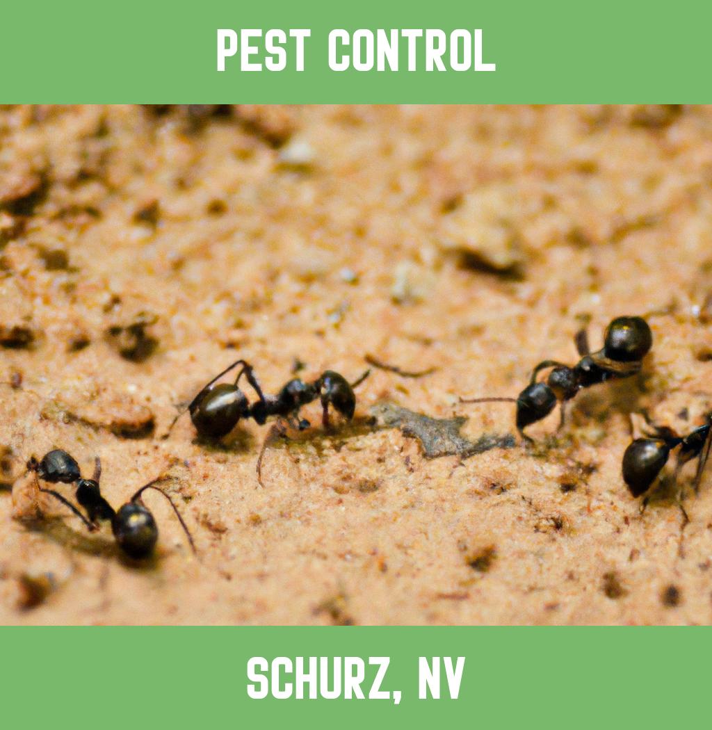 pest control in Schurz Nevada