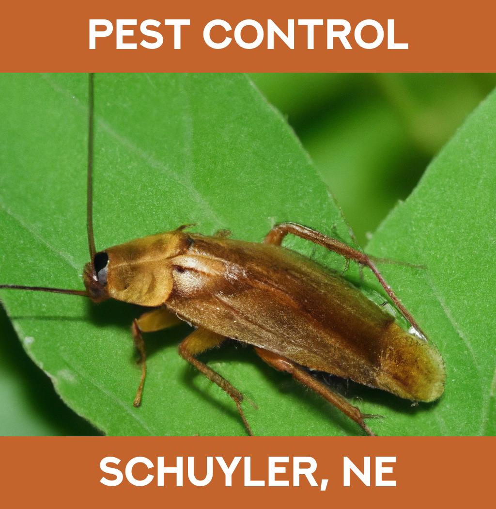 pest control in Schuyler Nebraska